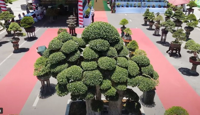 Từng có khách ngỏ ý muốn mua cây duối với giá 23 tỷ đồng nhưng anh không bán. Ảnh: Chụp màn hình