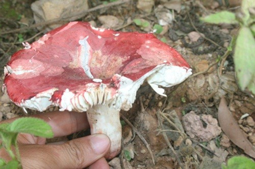 Vào mùa nấm chẹo, thương lái ăn, ngủ hàng tuần tại các bản để thu mua. Người dân bản địa cũng kiếm hàng chục triệu đồng chỉ sau vài ngày “săn” nấm. Ảnh: Thế giới hình ảnh