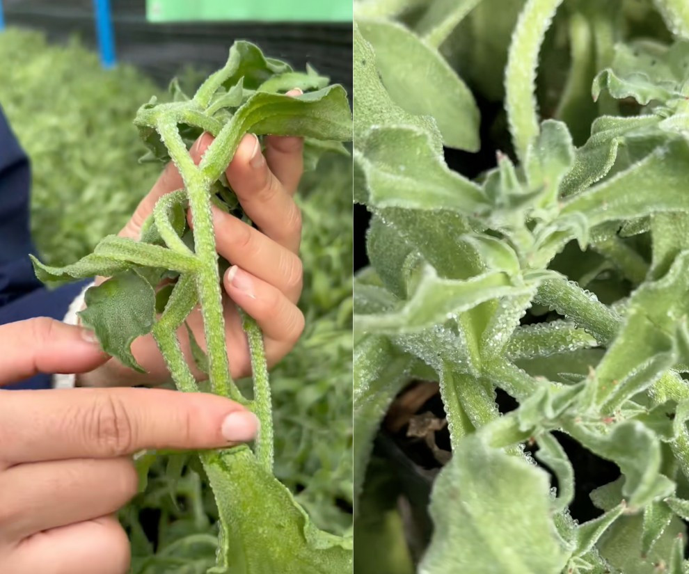 Hơn nữa, thời gian bảo quản rau kim cương cần duy trì từ 2 - 5 độ C, vận chuyển bằng xe lạnh. Đây là những yếu tố khiến rau kim cương đắt đỏ. Ảnh: Facebook