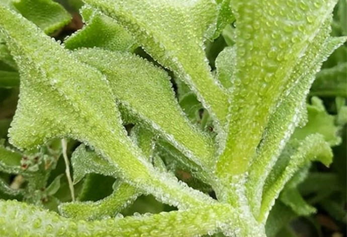 Thời gian qua, cộng đồng mạng không khỏi xôn xao trước loại rau kim cương (hay rau bông tuyết được chia sẻ rầm rộ trên các diễn đàn ẩm thực. Ảnh: Nông sản Dũng Hà