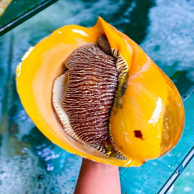 Ốc giác nổi bật với kích thước vượt trội so với mặt bằng chung các loài ốc. Ảnh: Haisanonggiau