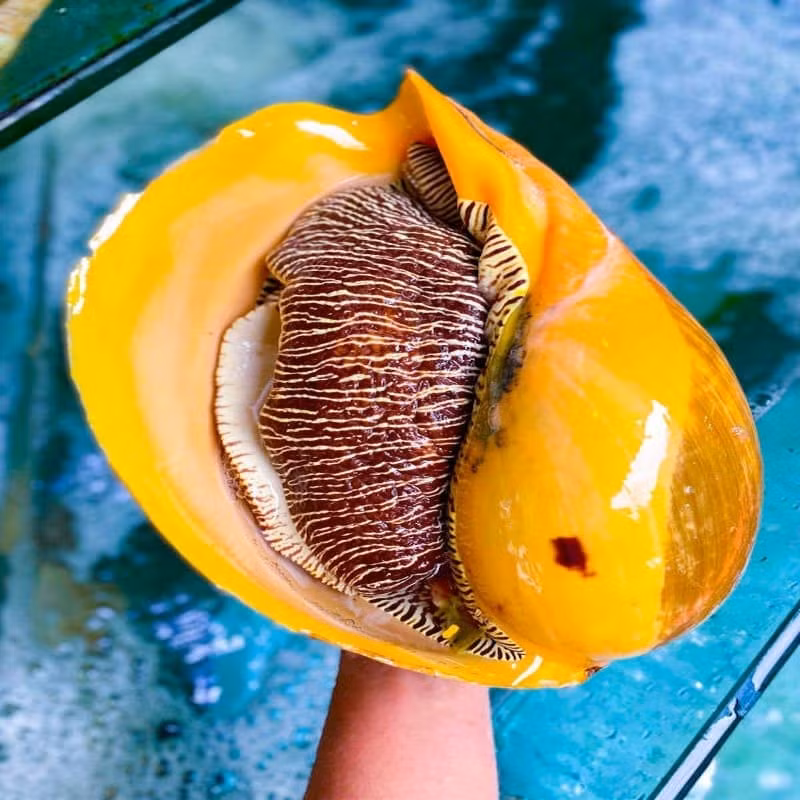 Ốc giác nổi bật với kích thước vượt trội so với mặt bằng chung các loài ốc. Ảnh: Haisanonggiau