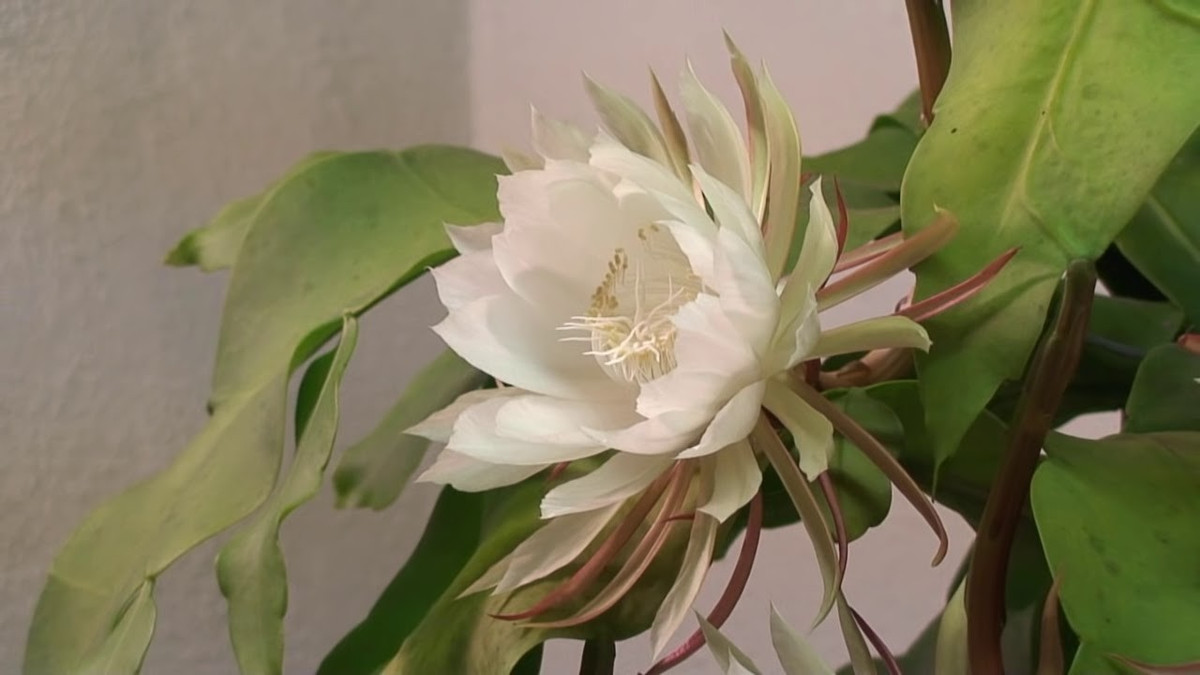 Những cánh hoa trắng muốt, mỏng manh hòa cùng hương thơm ngọt ngào tạo nên vẻ đẹp lộng lẫy, khó cưỡng cho Kadupul. Ảnh: Moneycontrol