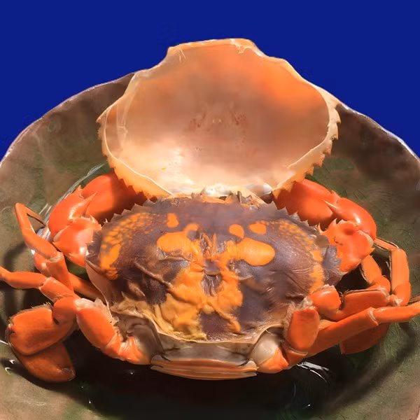 Tuy nhiên, do quá trình lột xác ngắn ngủi, để bắt được cua hai da không đơn giản, bởi chỉ vài ngày sau, chúng sẽ phát triển thành cua thịt bình thường. Ảnh: Hieuhaisan