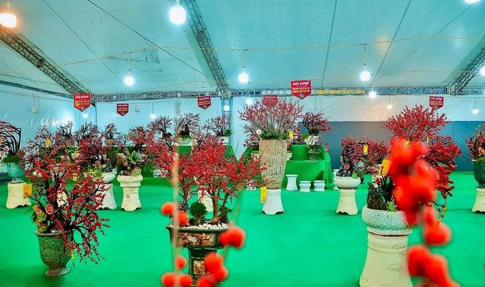 Giá đào đông đỏ khá đa dạng, dòng mini, bonsai để bàn từ 3 - 7 triệu đồng/chậu; loại lớn hơn có giá vài chục triệu đồng. Ảnh: Kinhtedothi