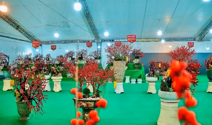 Giá đào đông đỏ khá đa dạng, dòng mini, bonsai để bàn từ 3 - 7 triệu đồng/chậu; loại lớn hơn có giá vài chục triệu đồng. Ảnh: Kinhtedothi