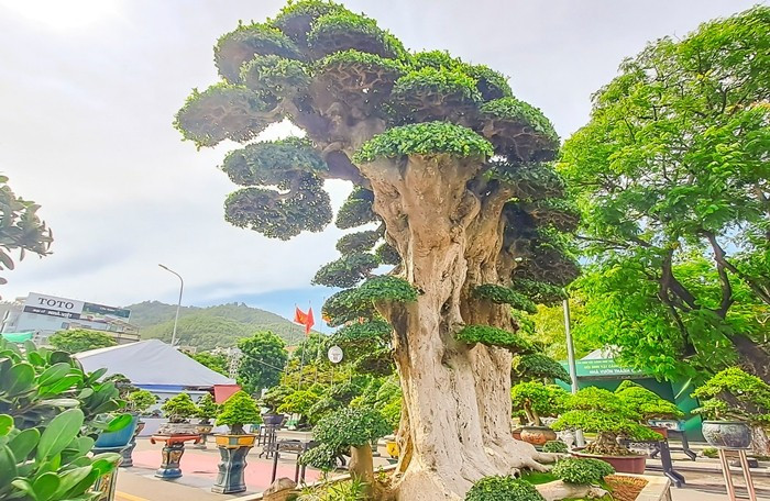 Từng có khách ngỏ ý muốn mua cây duối với giá 23 tỷ đồng nhưng anh không bán. Ảnh: Chụp màn hình