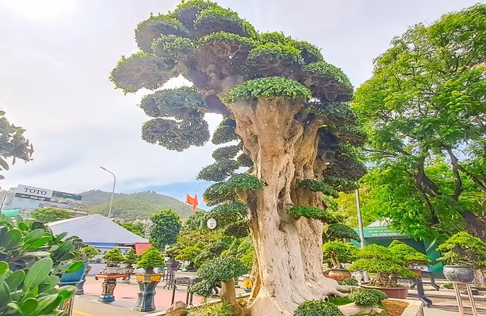 Từng có khách ngỏ ý muốn mua cây duối với giá 23 tỷ đồng nhưng anh không bán. Ảnh: Chụp màn hình