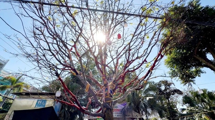 Cây mai cao 5,5 m, tán rộng gần 7 m; phần gốc có hoành đo được khoảng 1,2 m. Ảnh: Người lao động