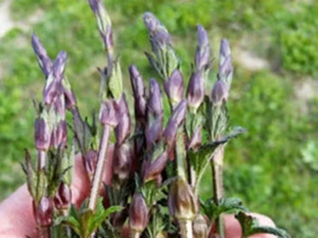 Không mọc theo hàng lối, chồi hoa bia ẩn mình dưới tán lá rậm rạp nên phải thu hoạch hoàn toàn bằng tay. Ảnh: Getty