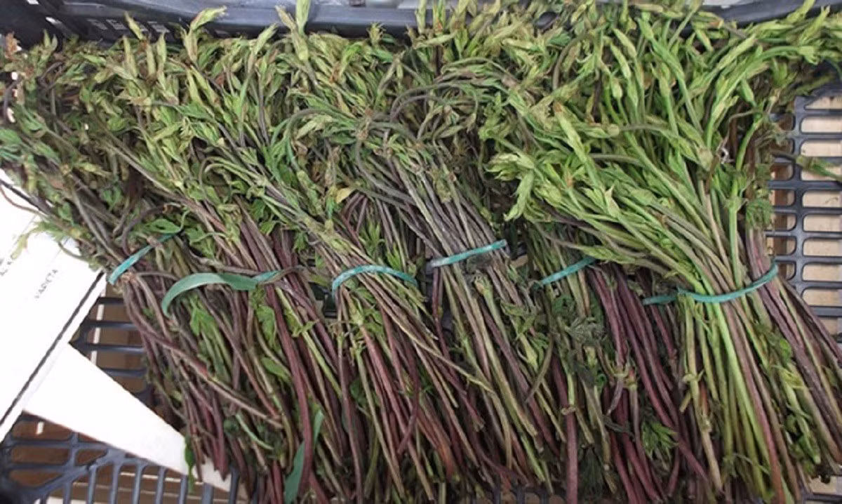 Nông dân phải cúi người tìm từng chồi nhỏ, mất nhiều giờ đồng hồ chỉ để thu được vài lạng. Ảnh: Getty