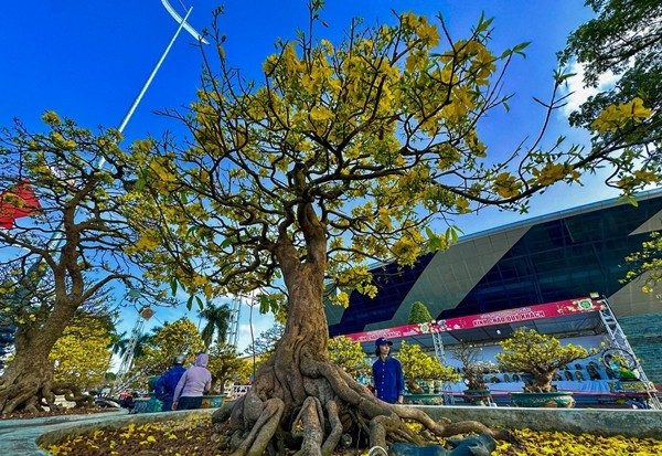 Nhiều cây mai vàng trị giá hơn nửa tỷ đồng được các nhà vườn đưa xuống phố trưng bày. Ảnh: Tiền phong