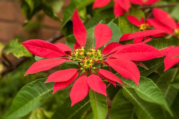 Về phong thủy, cây mang độc tính được cho là phát ra năng lượng xấu, cản trở dòng khí tốt lưu thông vào nhà, dễ gây thất thoát tài lộc. Ảnh: Caycanhtaman