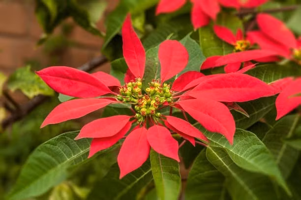 Về phong thủy, cây mang độc tính được cho là phát ra năng lượng xấu, cản trở dòng khí tốt lưu thông vào nhà, dễ gây thất thoát tài lộc. Ảnh: Caycanhtaman