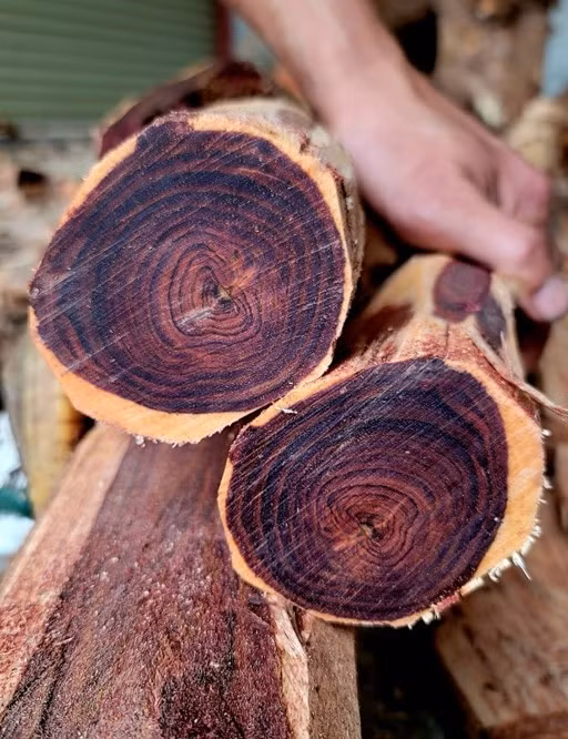 Sưa đỏ có mùi thơm nhẹ, đặc trưng. Đặc biệt khi đốt, gỗ sưa đỏ có thể tỏa ra mùi thơm dễ chịu. Ảnh: Vòng tay gỗ sưa