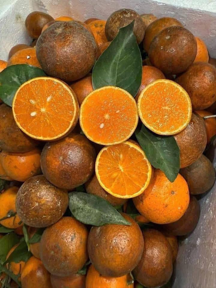 Chị Đ.T.D (một người bán hoa quả ở xã Đại Thanh, Hà Nội) cho biết, quýt sim hiện là một trong những loại quả bán chạy nhất tại cửa hàng. Ảnh: Facebook