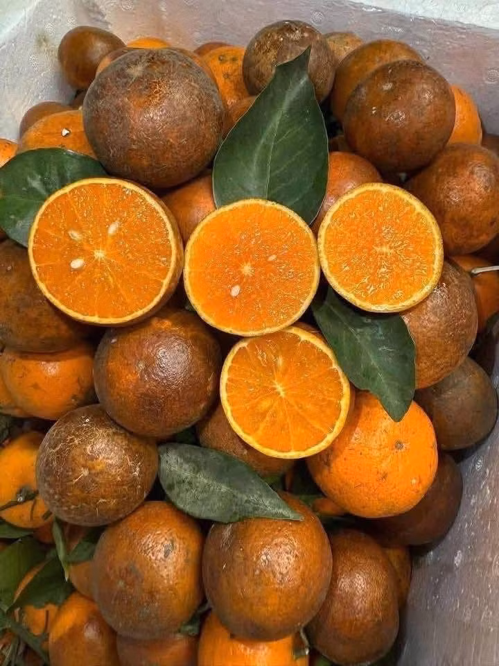 Chị Đ.T.D (một người bán hoa quả ở xã Đại Thanh, Hà Nội) cho biết, quýt sim hiện là một trong những loại quả bán chạy nhất tại cửa hàng. Ảnh: Facebook