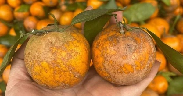 Theo anh K, trên thị trường có nhiều loại hoa quả Trung Quốc "đội lốt" hàng Việt. Người tiêu dùng cần tỉnh táo khi mua hàng, chọn địa chỉ uy tín, yêu cầu thông tin rõ ràng, vì quýt Trung Quốc thường rẻ hơn, vỏ rám xấu nhưng nhiều nước, ngọt. Ảnh: Suckhoedoisong