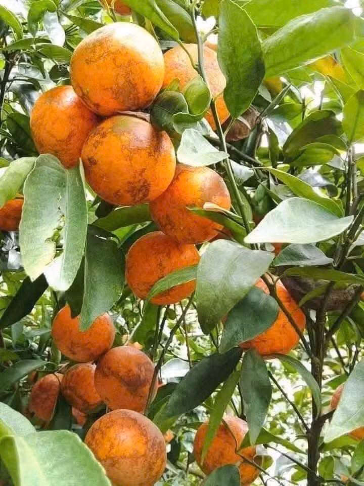 Đáng chú ý, trong khi một số người bán khẳng định quýt sim rám được hái từ vườn trên Cao Bằng hoặc Hòa Bình (Sơn La), thì không ít tiểu thương khác cho rằng, mặt hàng này thực chất được nhập từ Trung Quốc. Ảnh: Facebook