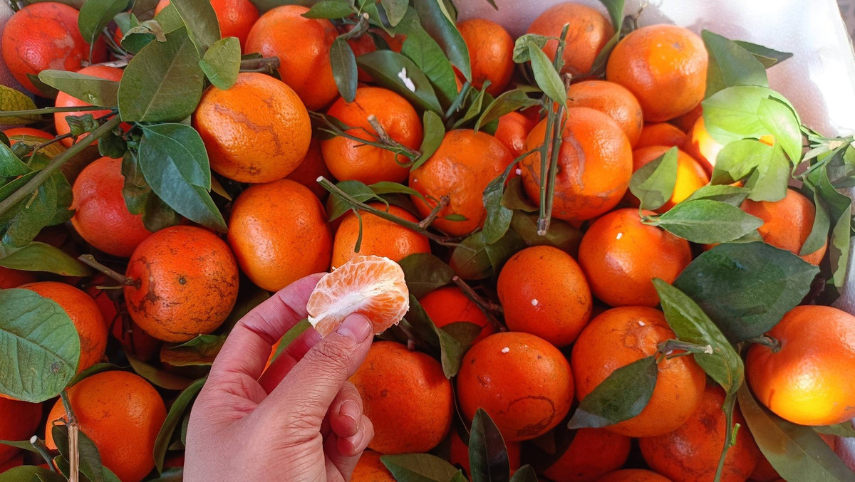 Nhiều khách hàng lấy tới 5 – 10kg về ăn dần hoặc vắt nước. Ảnh: Facebook