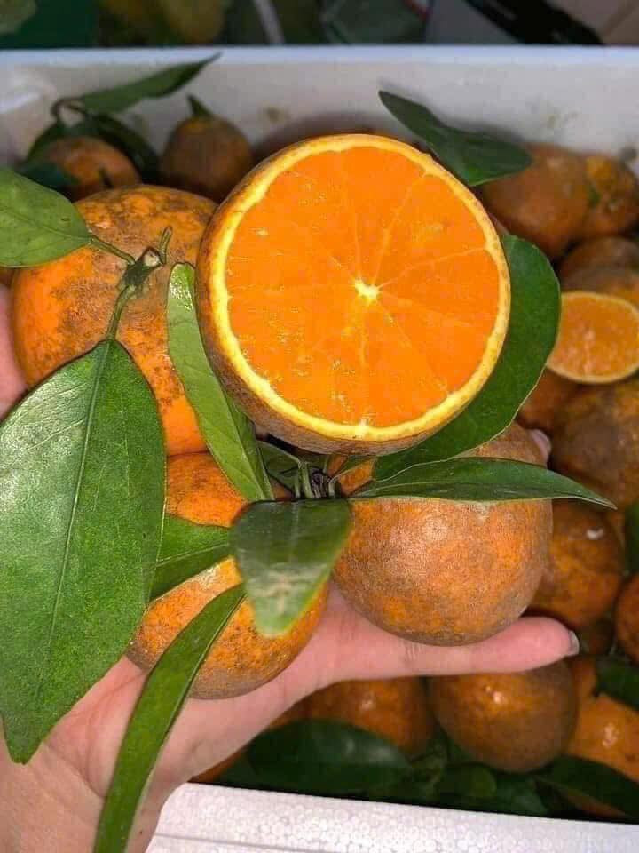 Thậm chí, nhiều người dân sinh sống tại Cao Bằng cũng cho rằng địa phương không có loại quýt sim đang bày bán rầm rộ trên thị trường. Ảnh: Facebook