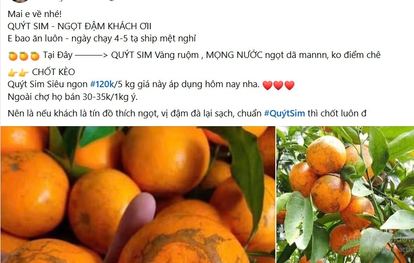 Gần đây, bên cạnh các loại quả quen thuộc như cam canh, cam Cao Phong, cam sành, bưởi Diễn...quýt sim là mặt hàng được người tiêu dùng ưa chuộng trên thị trường Việt. Ảnh chụp màn hình