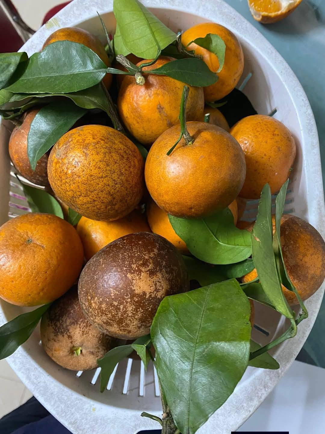 So với nhiều loại trái cây khác, giá quýt sim khá "mềm", dao động từ 15.000 – 35.000 đồng/kg (tùy loại). Ảnh: Giadinhxahoi