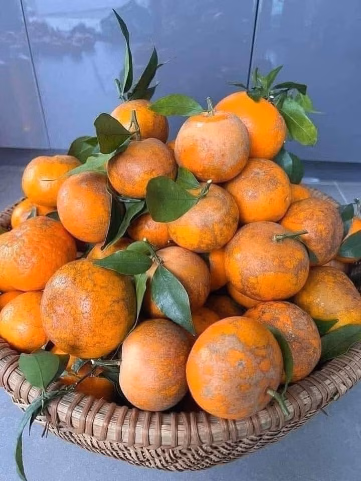 Loại quýt này có vị ngọt đậm, thơm, mọng nước, vỏ mỏng rám. Ảnh: Facebook