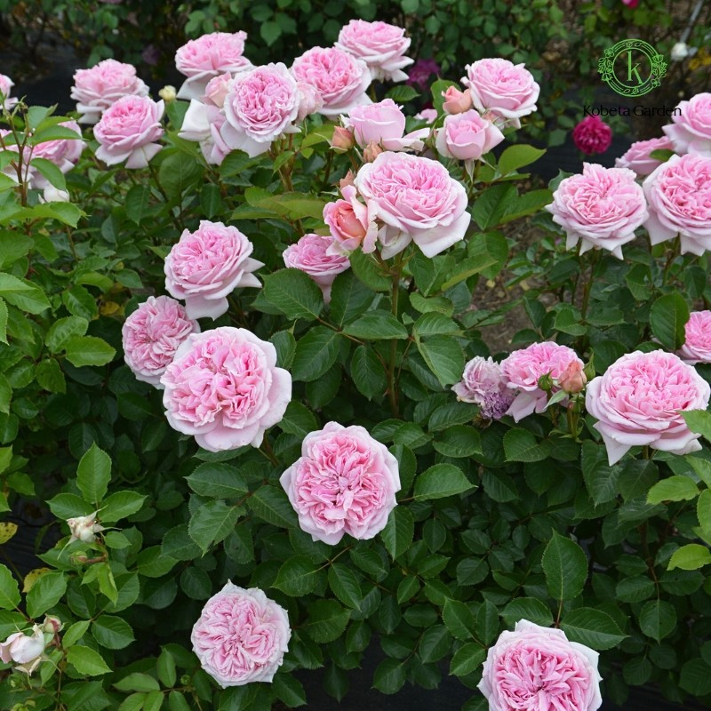 Hoa hồng có nhiều giống với màu sắc, kiểu dáng đa dạng. Một số giống hoa hồng dễ trồng, có sức đề kháng cao như Mary Lennox, Colin Craven, Martha hay Chaleu...Ảnh: Kobeta Garden