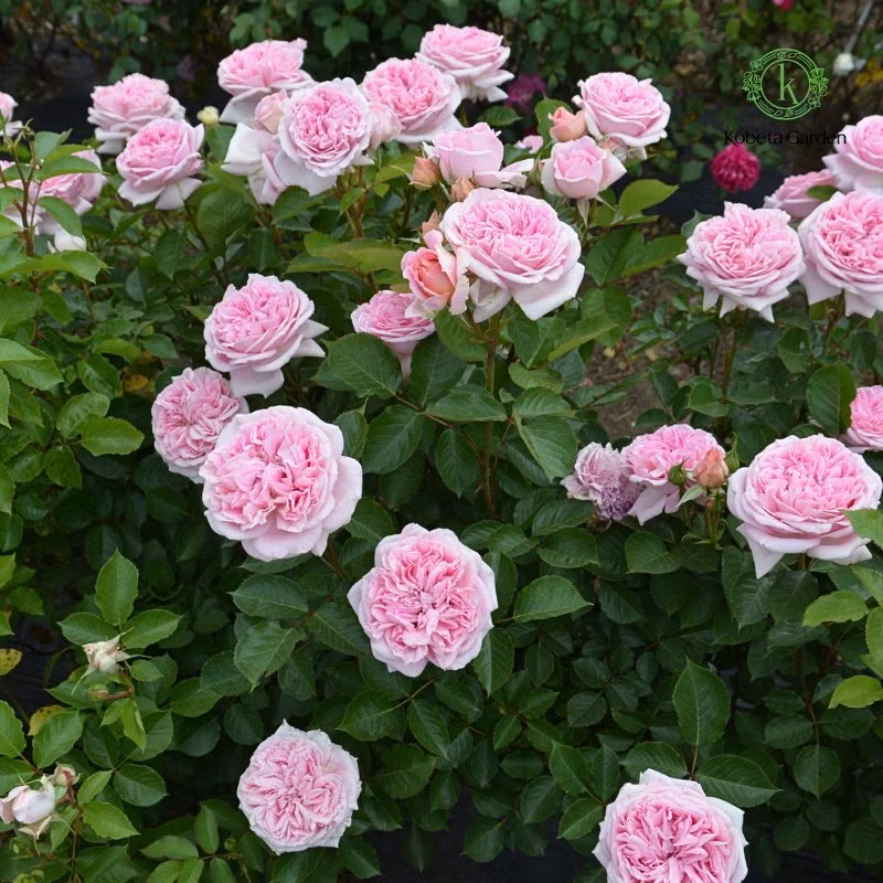 Hoa hồng có nhiều giống với màu sắc, kiểu dáng đa dạng. Một số giống hoa hồng dễ trồng, có sức đề kháng cao như Mary Lennox, Colin Craven, Martha hay Chaleu...Ảnh: Kobeta Garden