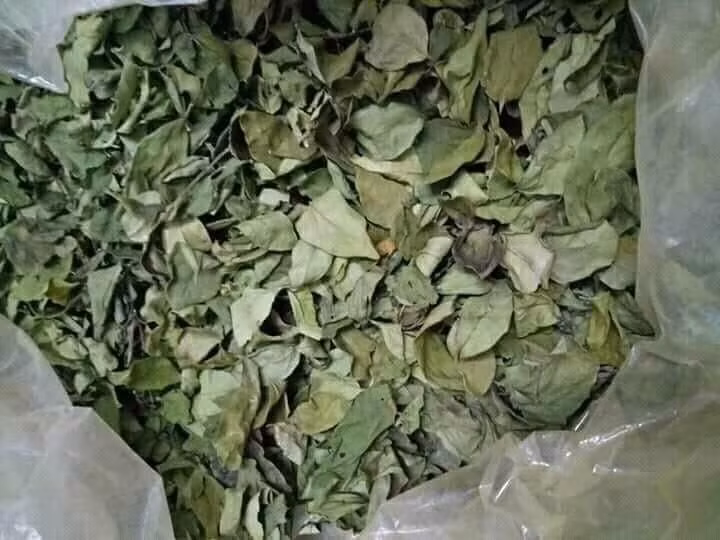 Để làm thạch, lá găng khô chỉ cần ngâm nước cho mềm và thực hiện các bước vò, lọc như thông thường. Ảnh: Dân Việt