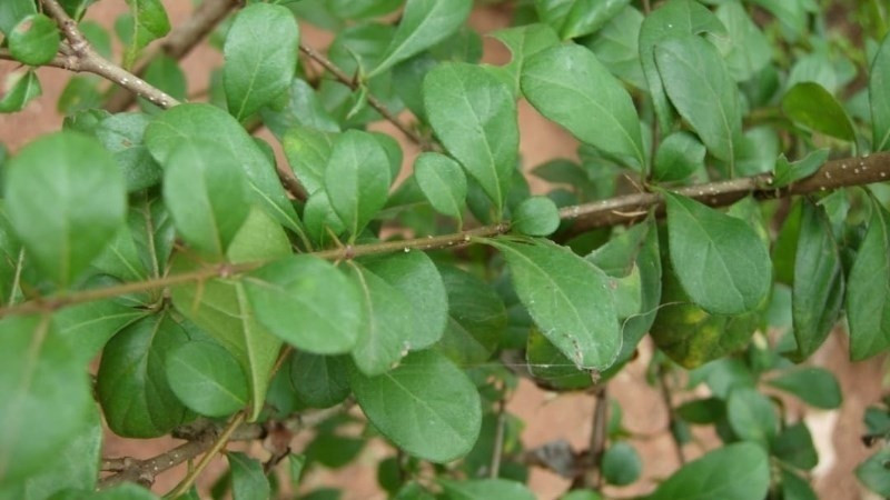 Cây găng thuộc họ thân gỗ, cao trung bình từ 3 - 5 mét, thân cây có nhiều gai, lá thuôn hình trứng, màu tím...Ảnh: Facebook