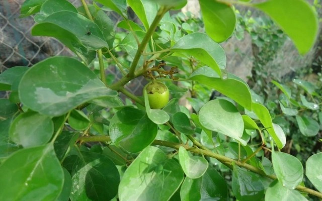 Cây găng không kén đất, dễ trồng, phù hợp với khí hậu miền Bắc. Sau khi trồng 1 - 2 năm, cây bắt đầu cho lá đủ để làm thạch và có thể thu hoạch liên tục trong vài năm tiếp theo. Ảnh: KAG Việt Nam