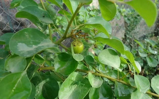 Cây găng không kén đất, dễ trồng, phù hợp với khí hậu miền Bắc. Sau khi trồng 1 - 2 năm, cây bắt đầu cho lá đủ để làm thạch và có thể thu hoạch liên tục trong vài năm tiếp theo. Ảnh: KAG Việt Nam