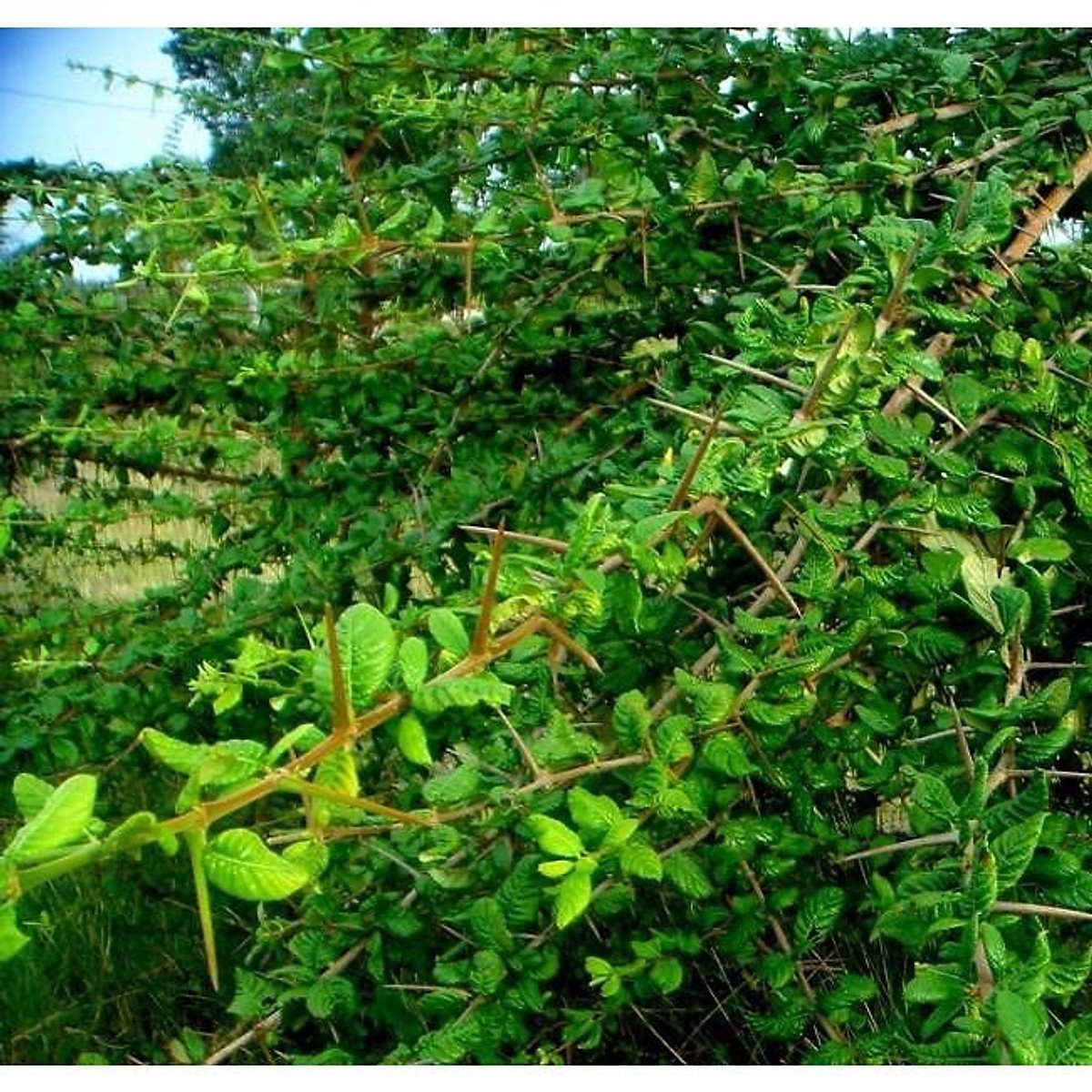 Nhiều hộ gia đình bắt đầu nhân giống và quy hoạch trồng thạch găng để bán lá làm nguyên liệu. Ảnh: Tiki