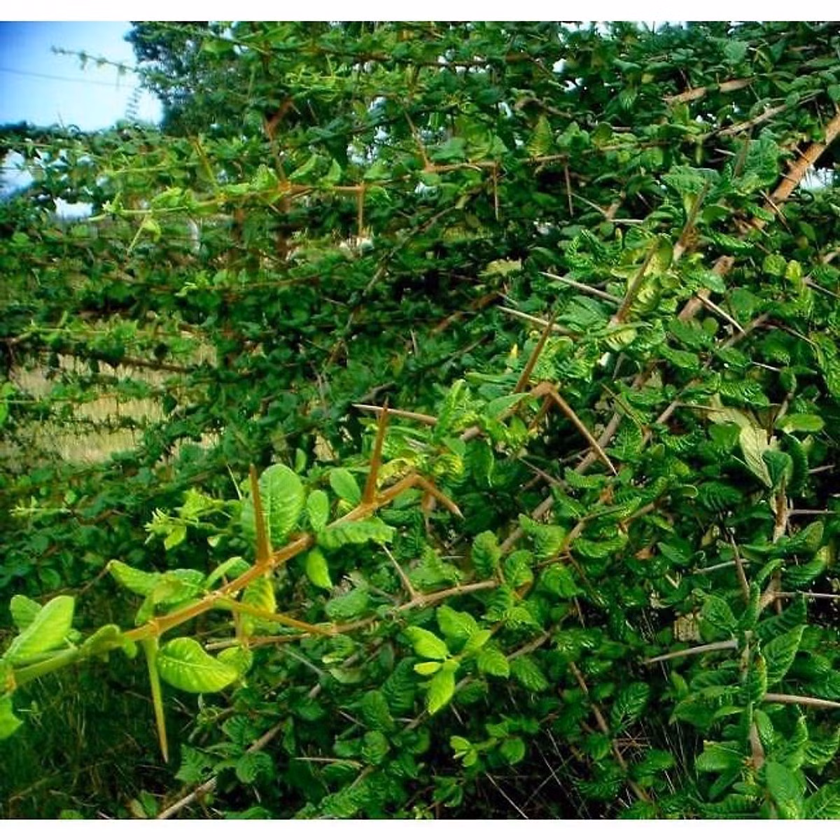 Nhiều hộ gia đình bắt đầu nhân giống và quy hoạch trồng thạch găng để bán lá làm nguyên liệu. Ảnh: Tiki