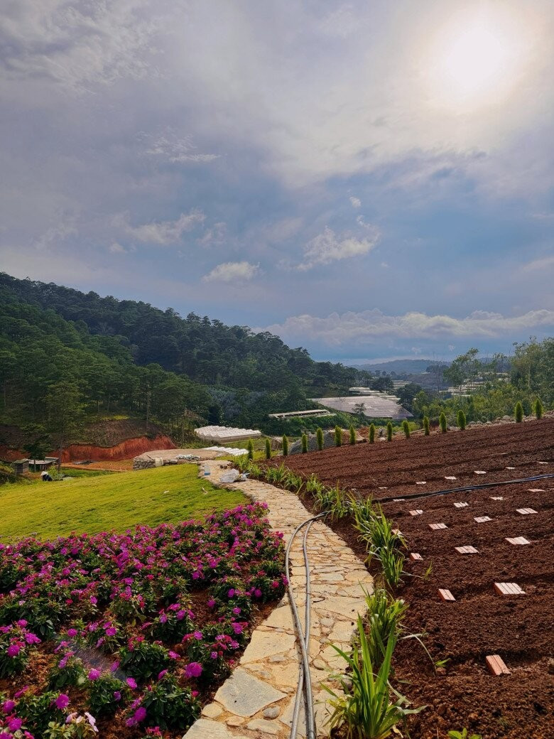 Những mầm xanh vươn lên mạnh mẽ giữa đất trời cao nguyên. Ảnh: FB Bui Quynh Hoa