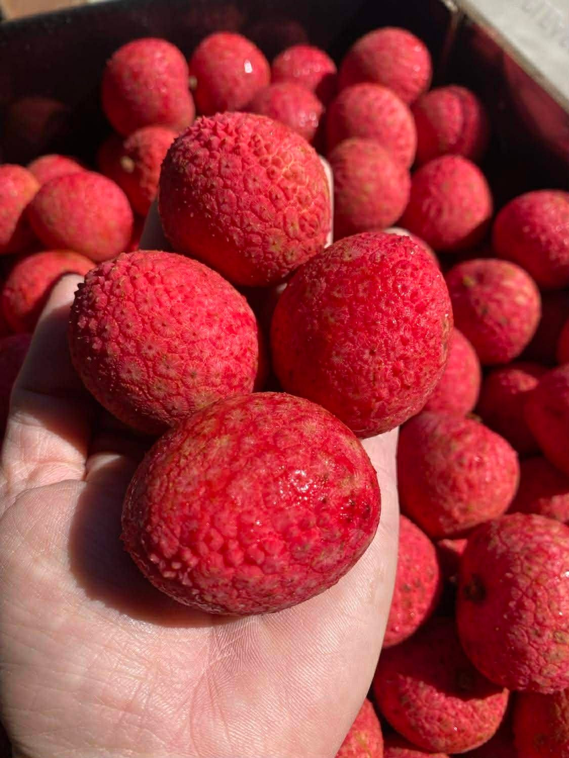 Một số cửa hàng trái cây nhập khẩu hoặc dân order hàng xách tay Úc rao bán vải thiều Kaimana cao cấp từ Úc với giá khoảng 950.000 đồng/kg cho size quả lớn, và khoảng 800.000 đồng/kg cho size quả nhỏ hơn. Ảnh: Fb Lucky Nguyen