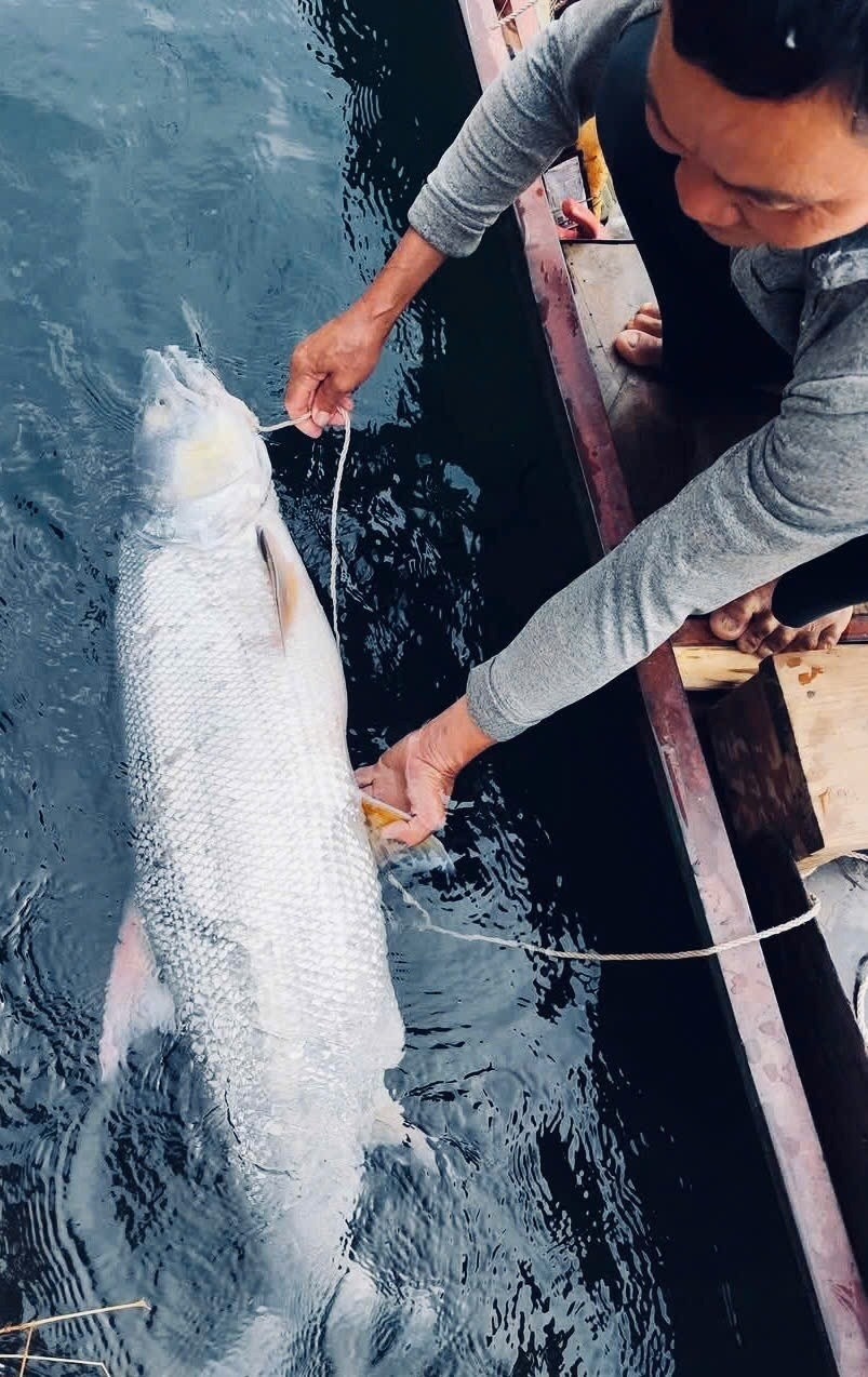 Ở Việt Nam, cá măng nước ngọt thường sống ở khu vực sông Đà hoặc nuôi nhốt. Đặc biệt cá măng sông Đà được xem như đặc sản thơm ngon. Ảnh: Hoa Ban Food