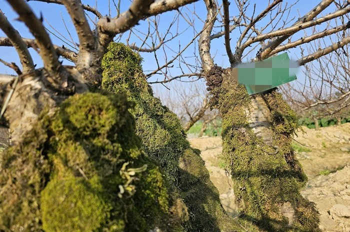 Những cây đào thế cổ thụ trồng san sát, thân xù xì, rêu phong, cành được uốn thế công phu. Ảnh: Giadinhxahoi