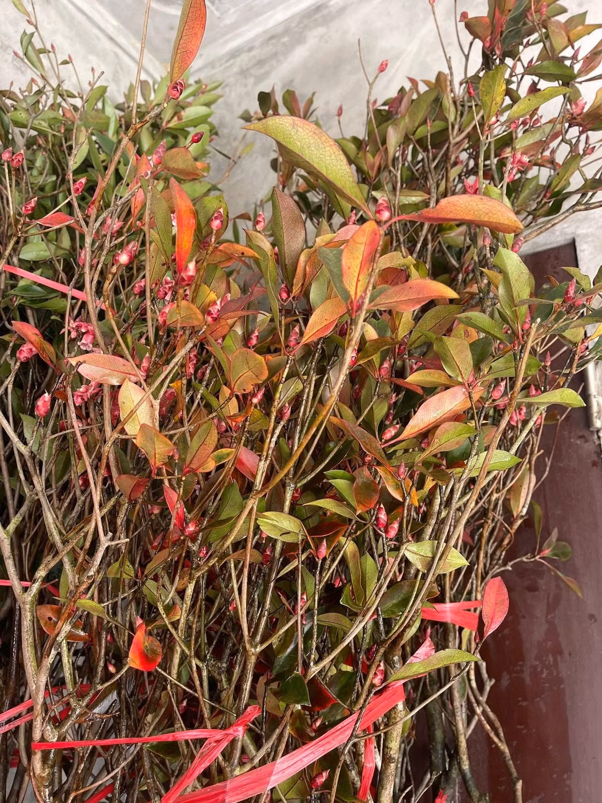 Vì vậy, giá đào chuông trên thị trường khá cao, dao động từ vài trăm đến vài triệu đồng. Ảnh: FB Triệu Tiến Ngọc