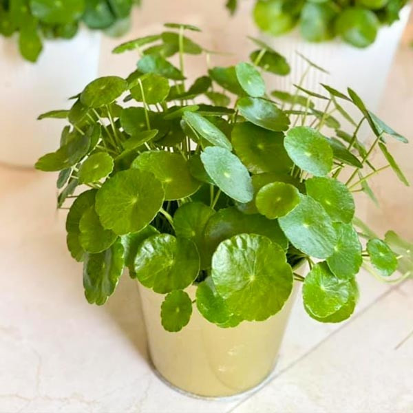 Rau má cảnh dễ trồng, phù hợp với khí hậu nóng ẩm, có thể phát triển nhanh trong môi trường ẩm. Ảnh: Vườn Bách Thảo