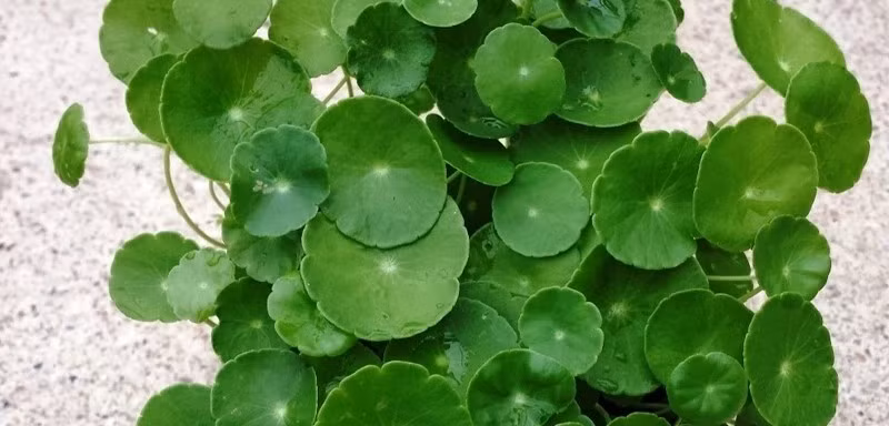 Rau má cảnh (còn được gọi là cây đồng tiền) có lá tròn nhỏ xinh như những đồng xu. Hình dáng này khiến nhiều người tin rằng cây tượng trưng cho tiền bạc sinh sôi, cuộc sống đủ đầy. Ảnh: Blog Klpt