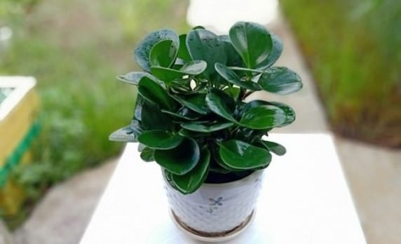 View - 4 loại hoa trồng dễ hơn gừng bonsai | Báo Tri thức và Cuộc sống - TIN TỨC PHỔ BIẾN KIẾN THỨC 24H