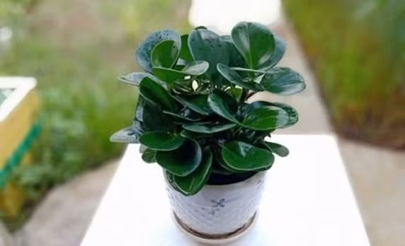 Ưu điểm của cây trường sinh là dễ trồng và sống lâu. Cây sinh trưởng khỏe, chịu hạn tốt, nhân giống đơn giản. Ảnh: Sfarm