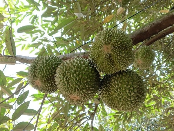 Mỗi trái sầu riêng Black Thorn trung bình nặng từ 1,5–3kg, hình tròn hoặc bầu dục cân đối. Ảnh: Welofarm