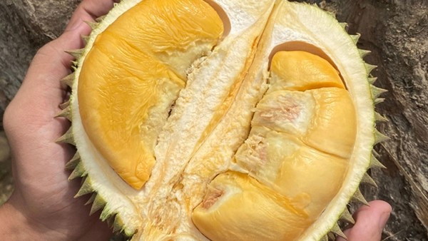 Vị đắng tạo sự khác biệt hoàn toàn so với nhiều giống sầu riêng phổ biến khác, đưa Black Thorn trở thành dòng sầu riêng cao cấp bậc nhất. Ảnh: Kim Nông Goldstar