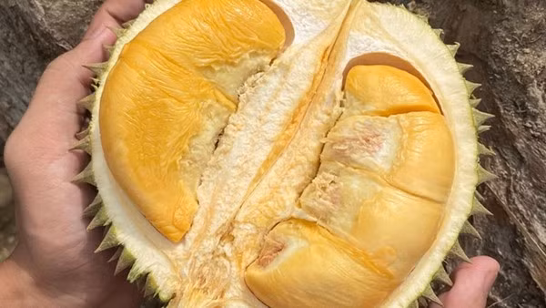 Vị đắng tạo sự khác biệt hoàn toàn so với nhiều giống sầu riêng phổ biến khác, đưa Black Thorn trở thành dòng sầu riêng cao cấp bậc nhất. Ảnh: Kim Nông Goldstar
