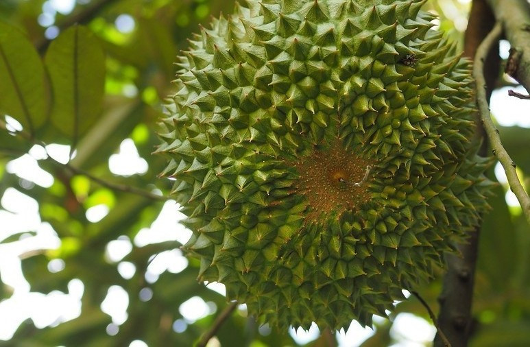 Cống quả ngắn, dày và chắc, thường có màu xanh tươi. Ảnh: AgriDrone