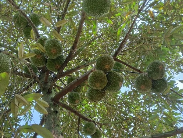 Vỏ quả màu xanh đậm, gai to, cứng cáp, sắp xếp đều. Đầu gai sẫm màu gần như đen, tạo nên vẻ ngoài độc đáo và sang trọng. Ảnh: Welofarm